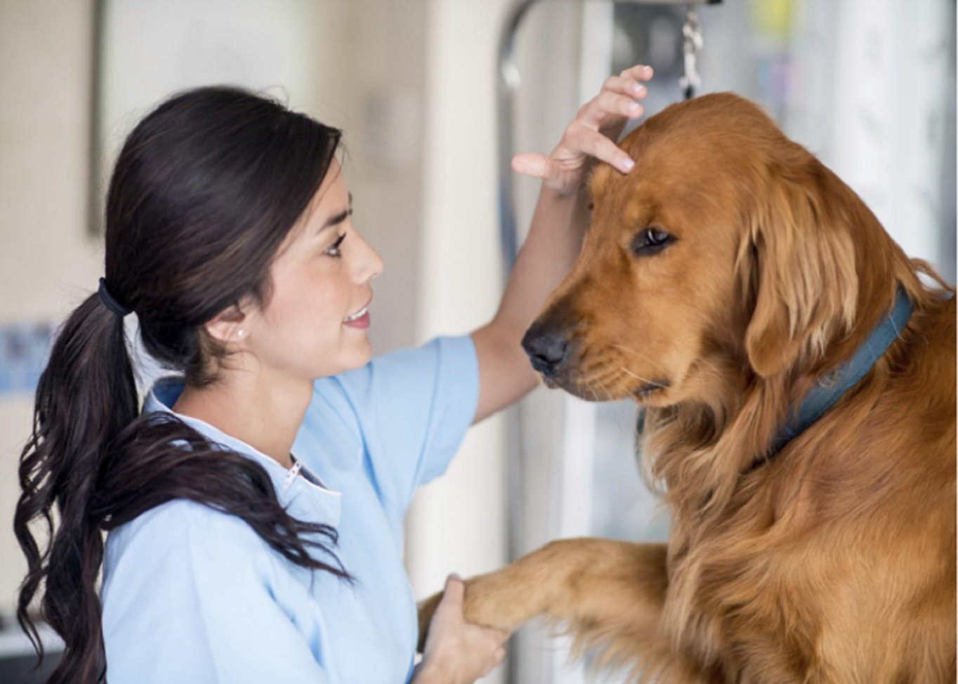 Expanding Horizons: Women Leaders in Animal Health